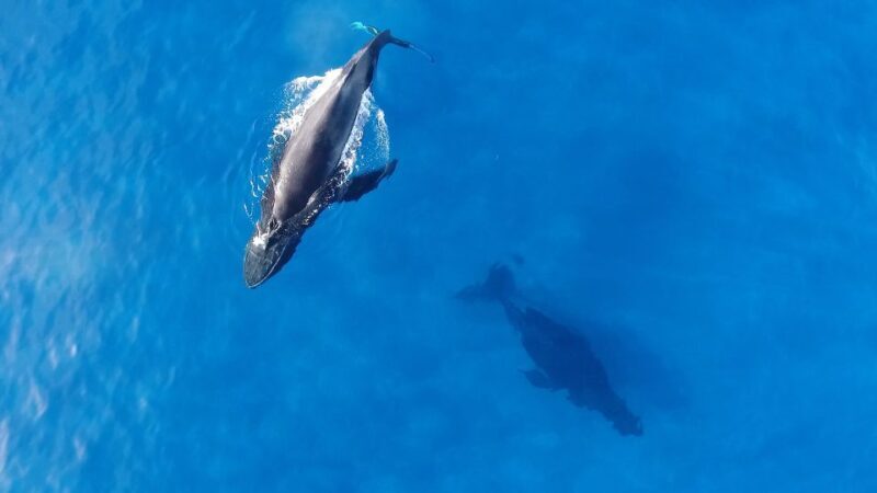 Oahu: Waikiki Whale Watching Tour-Donut and Coffee Included - Who Is This Tour Best For?