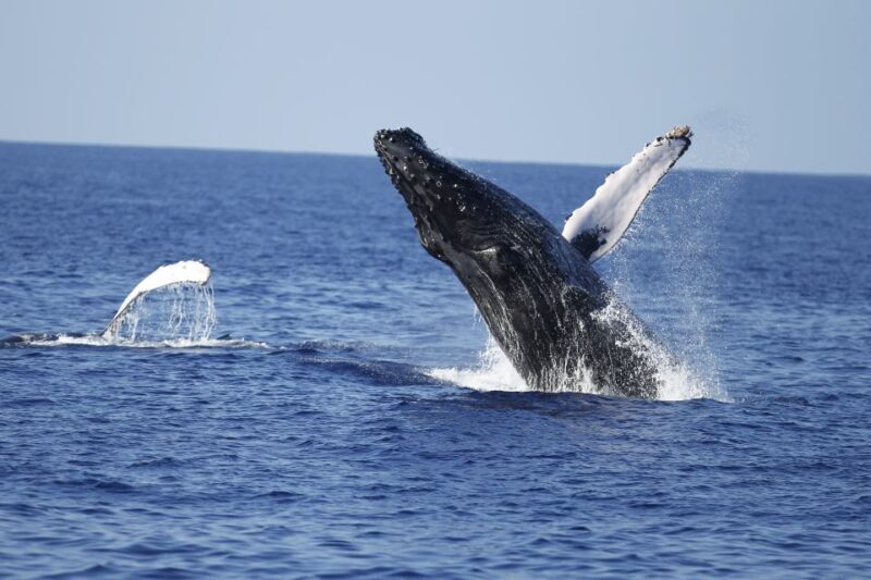 Oahu: Waikiki Whale Watching Tour-Donut and Coffee Included - FAQ