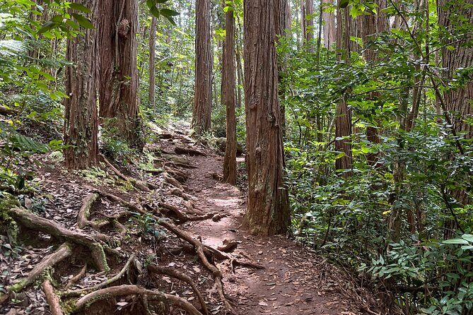 Oahu Waterfall Hike-Garden-Beach Road Trip, Waikiki to Lanikai - Frequently Asked Questions