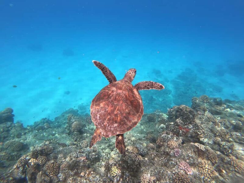 O'ahu West Coast Whale Watching and Turtle Snorkeling - Why This Tour Suits Hawaii Visitors
