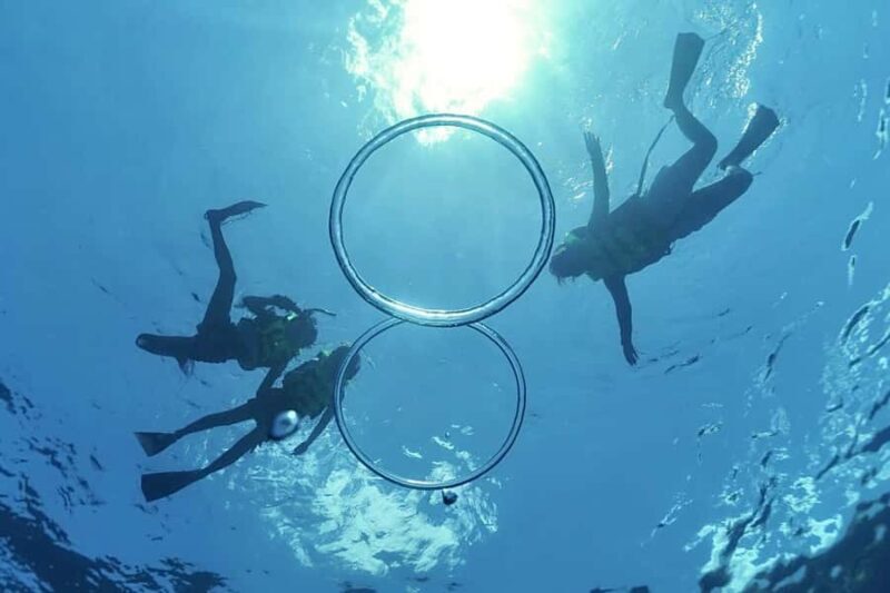 O'ahu West Coast Whale Watching and Turtle Snorkeling - Authentic Value and Real Traveler Insights