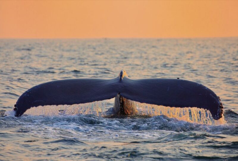 O'ahu West Coast Whale Watching and Turtle Snorkeling - FAQ