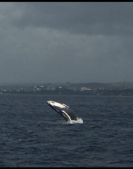 Oahu: Whale Sail Charter - An In-Depth Look at the Oahu Whale Sail Charter