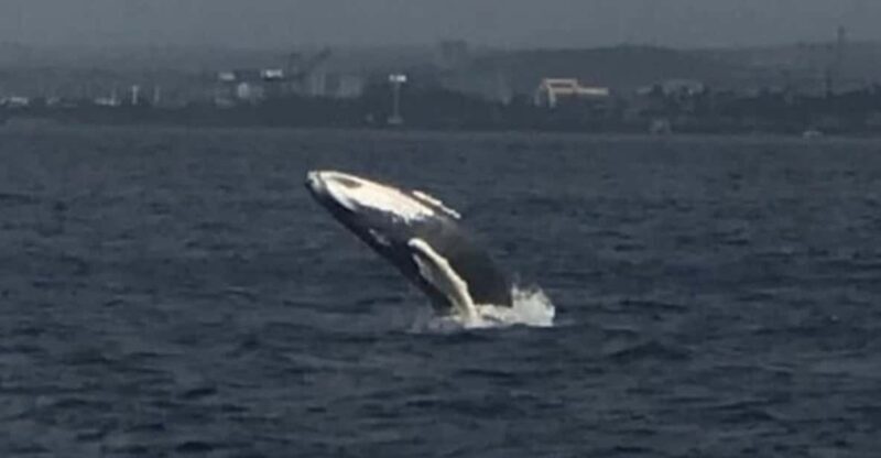 Oahu: Whale Sail Charter - FAQ