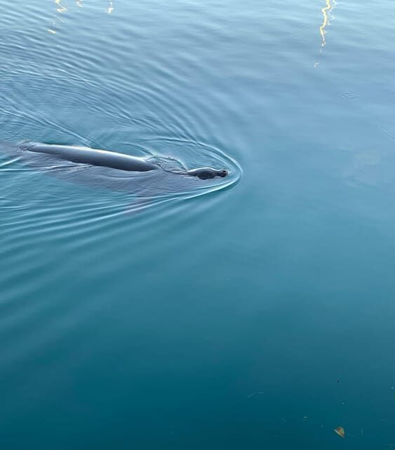 Oahu: Whale Sail Charter - An In-Depth Look at the Experience