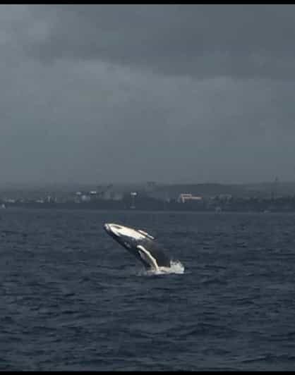 Oahu: Whale Sail Charter - Is It Worth the Price?