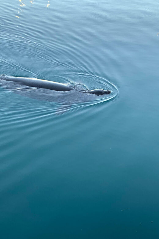 Oahu: Whale Sail Charter - Who Will Love This Tour?