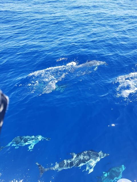 Oahu: Whale Sail Charter - The Sum Up