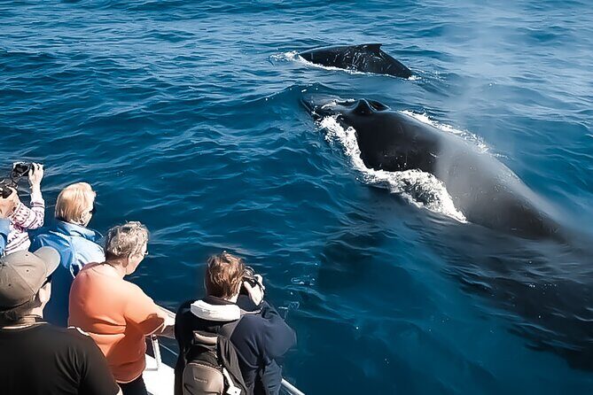 Oahu Whale Watch Tour & Waikiki Sunset Boat Tour - A Genuine Dive into What the Tour Offers