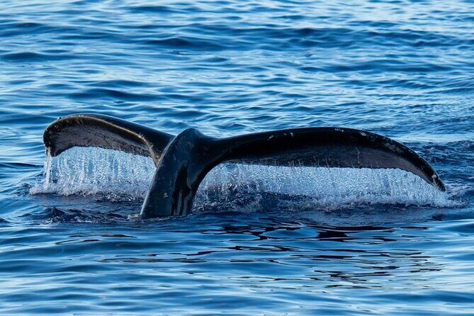 Oahu Whale Watch Tour & Waikiki Sunset Boat Tour - Final Thoughts