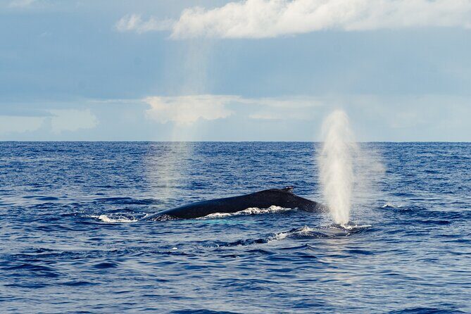 Oahu Whale Watch Tour & Waikiki Sunset Boat Tour - Frequently Asked Questions