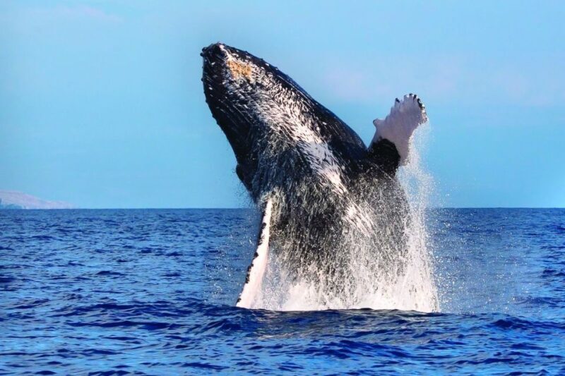 Oahu: Whale Watching Afternoon Sailing Cruise - Why This Whale Watching Cruise Is Worth Considering