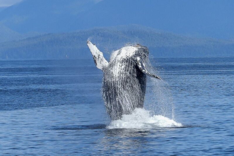 Oahu: Whale Watching Afternoon Sailing Cruise - FAQ