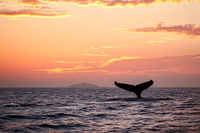 Oahu Whale Watching Catamaran Sail Experience - Who Would Enjoy This Tour?