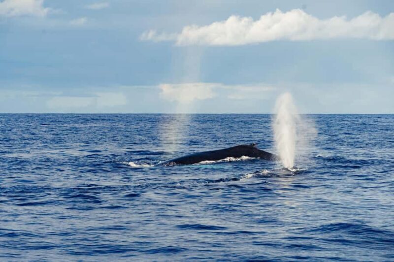 Oahu: Whale Watching Cruise from Waikiki - Key Points