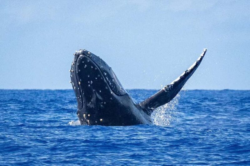 Oahu: Whale Watching Cruise from Waikiki - What Our Reviewers Say
