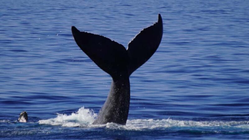 Oahu: Whale Watching Cruise from Waikiki - Who Will Love This Tour?