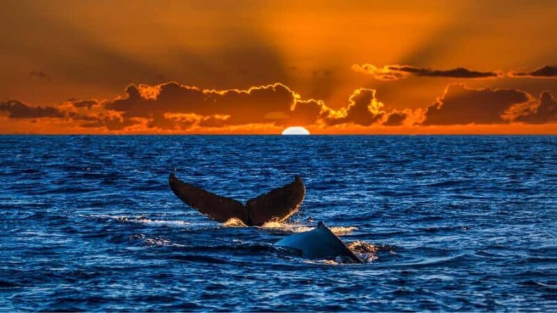 Oahu: Whale Watching Sunset Cruise Whales Guaranteed - Key Points