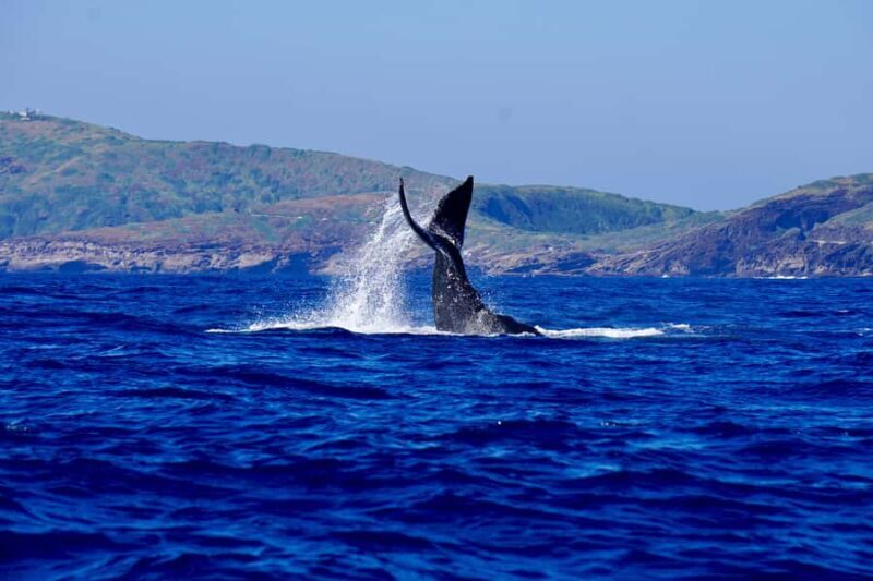 Oahu: Whale Watching Sunset Cruise Whales Guaranteed - The Experience in Detail: Why It Matters