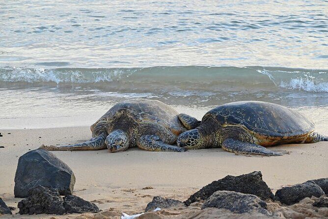 Oahu's Cheapest Circle Island Tour - The Sum Up