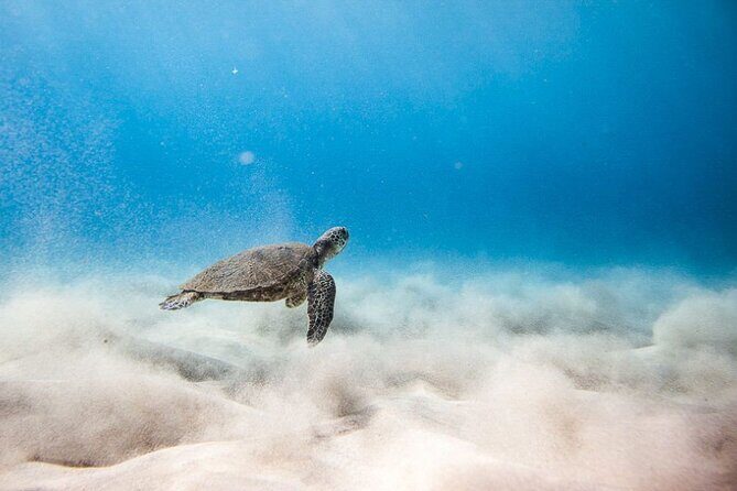 Oahu's Cheapest Circle Island Tour - FAQ