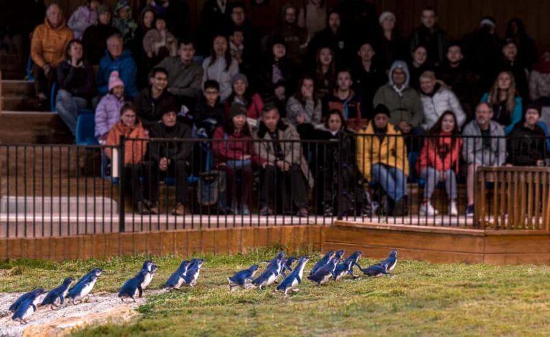Oamaru: Penguins Evening Viewing Ticket - Authentic Feedback from Visitors