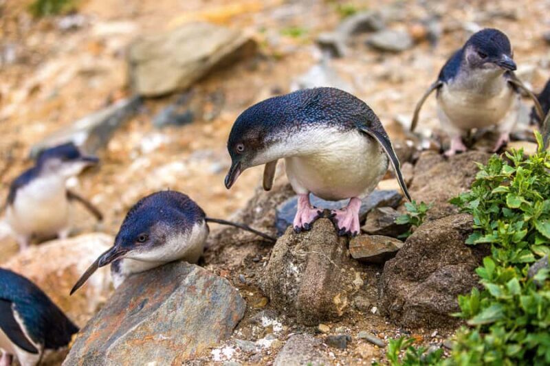 Oamaru: Penguins Evening Viewing Ticket - FAQ