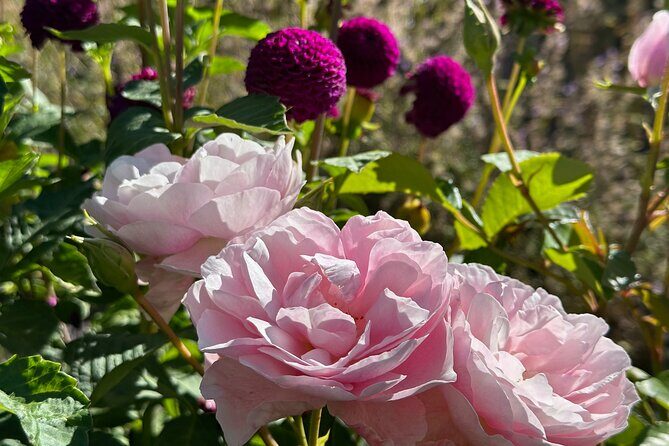 Oasis Cottage Gardens and Floristry Studio in Oxford, NZ - Is It Worth the Price?