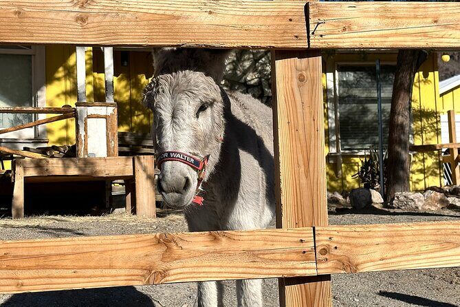Oatman Mining Camp, Burros, Scenic RT 66 Direct From Las Vegas - Final Thoughts
