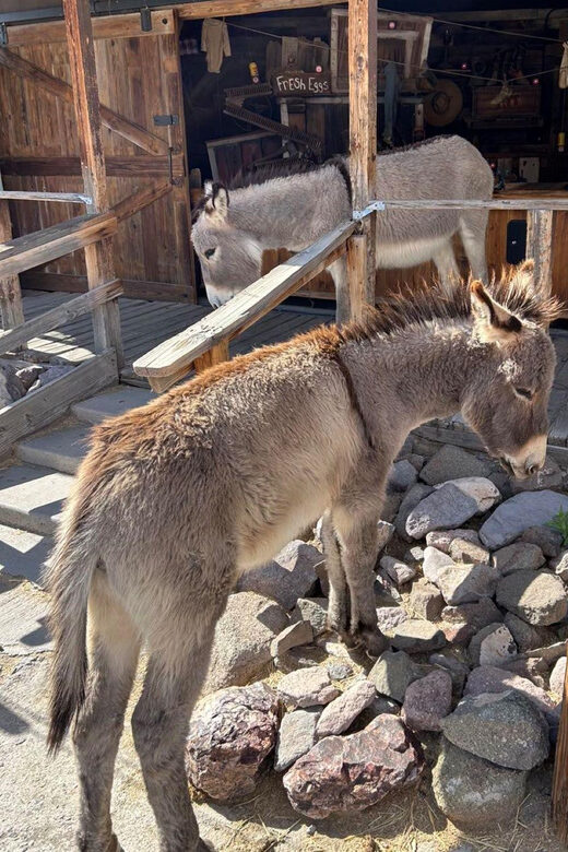 Oatman / RT66 3 in 1 Combo Tour - FAQ