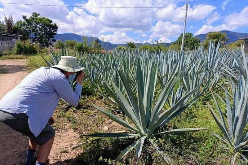 Oaxaca: Ancestral Mezcal Experience - FAQ