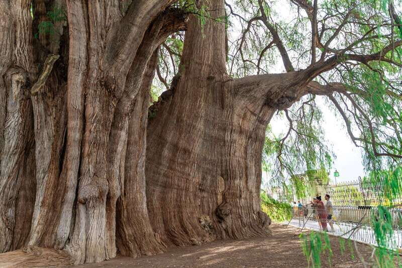 Oaxaca: El Tule tree, Teotitlan Village & Mezcal Tour - Accessibility and Practical Tips