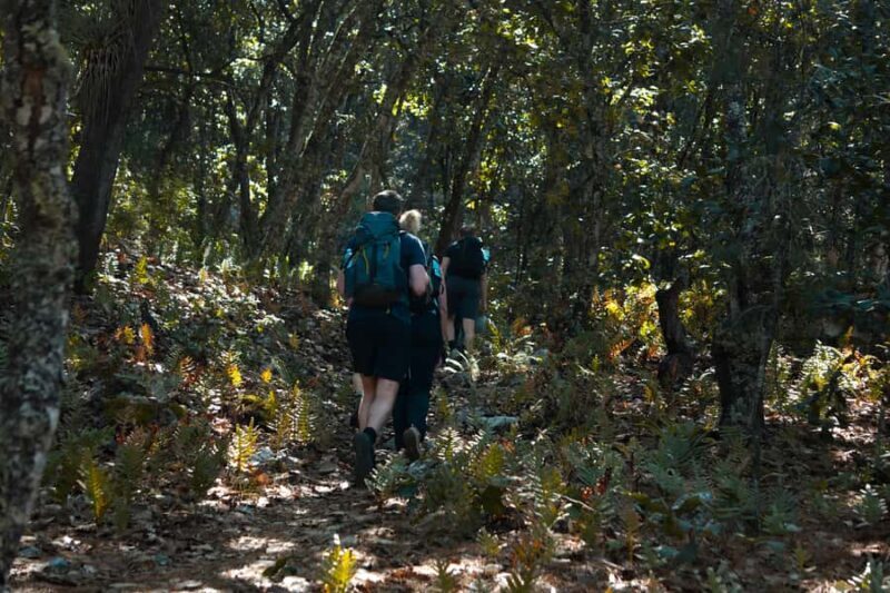 Oaxaca: Hiking Tour In the Sierra Norte With Lunch - Mountain Trails and River Crossings