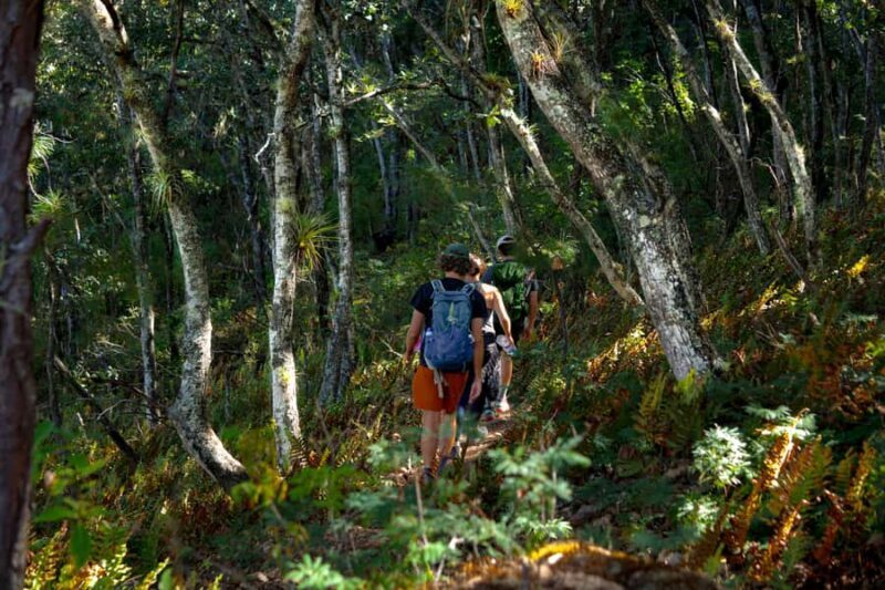 Oaxaca: Hiking Tour In the Sierra Norte With Lunch - The Return Journey