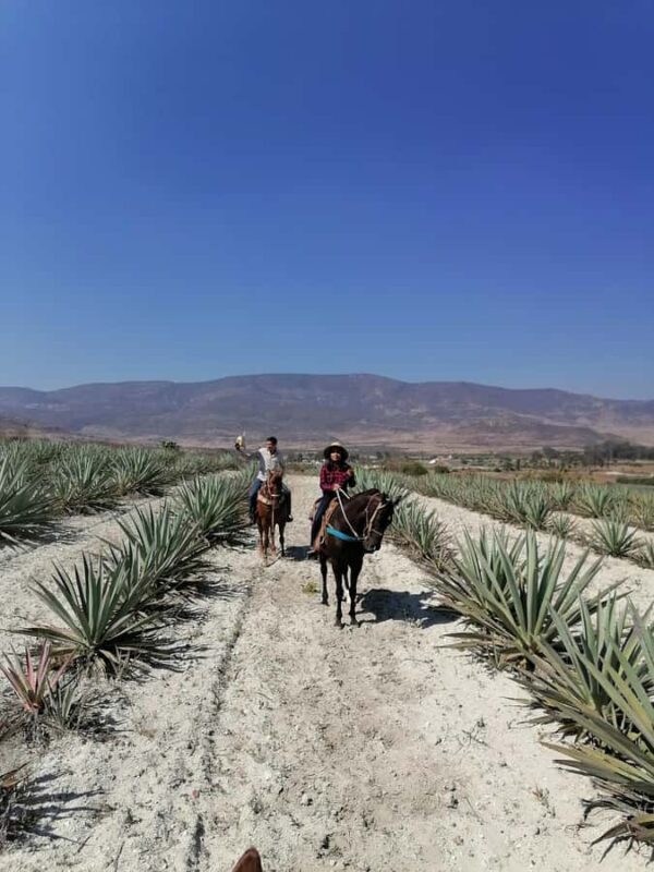 Oaxaca: Horseback Riding and Mezcal Tasting Tour - The Practical Details