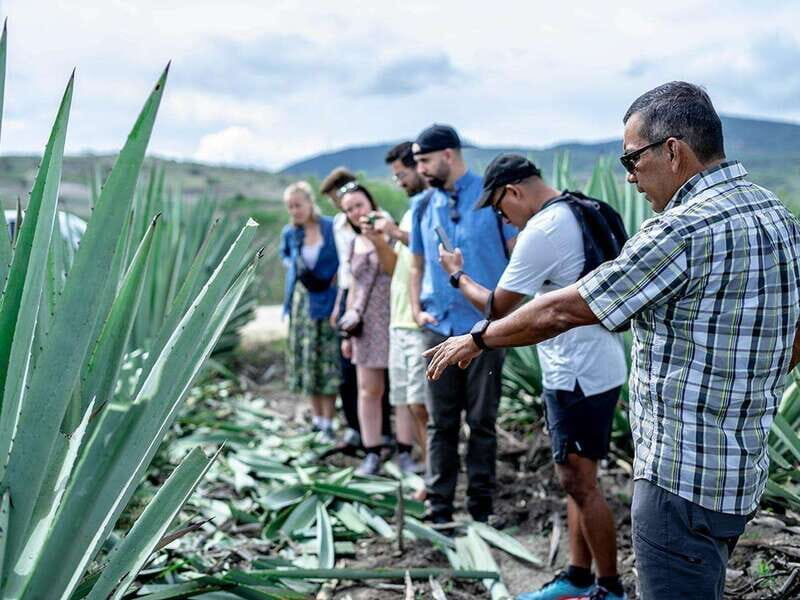 Oaxaca: Mezcal Distillery Tour with Tastings - An In-Depth Look at the Tour Experience