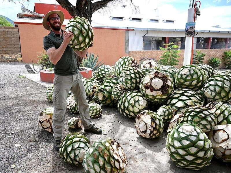 Oaxaca: Mezcal Distillery Tour with Tastings - FAQs
