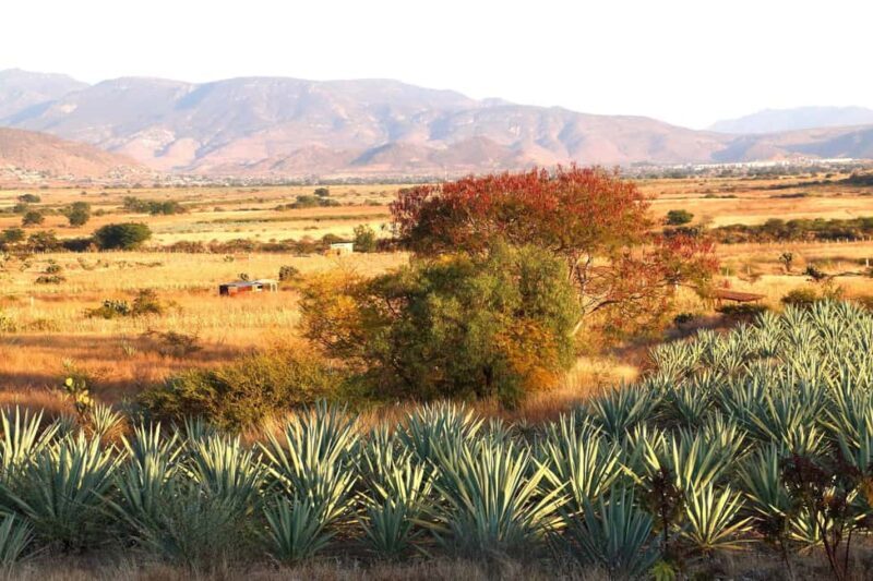 Oaxaca: Mezcal Tasting & Barrel Ride - A Close Look at the Experience in Oaxaca