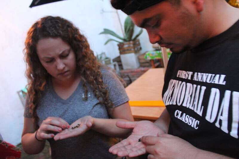 Oaxaca: Mezcal Tasting Session with Expert - An In-Depth Look at the Tour