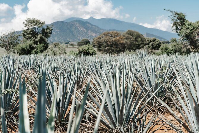 Oaxaca - Mezcalera Route with tasting - What We Love About This Experience