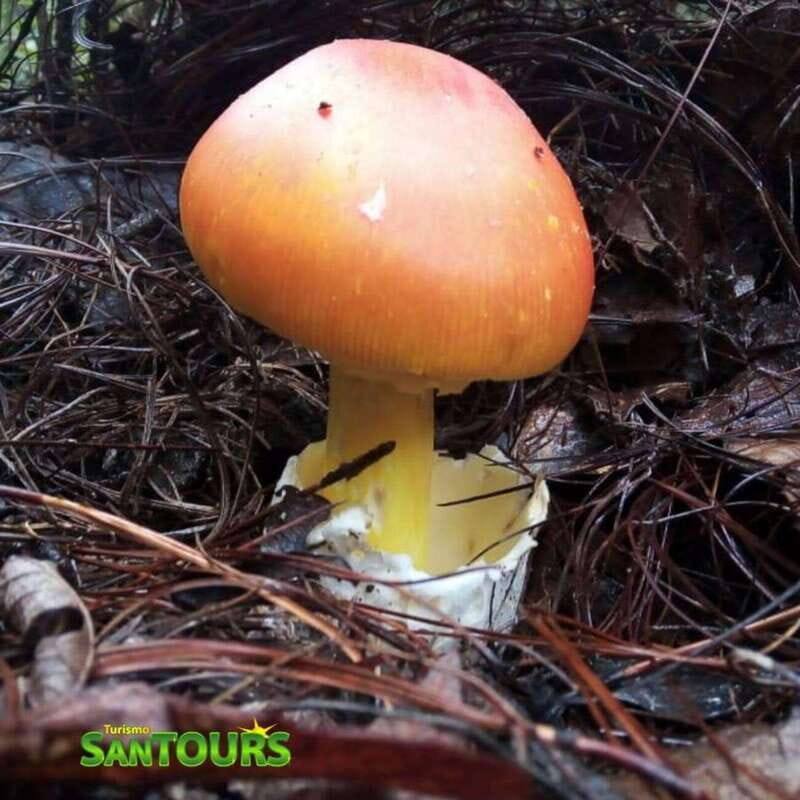 Oaxaca: Monte Albán Archaeological Tour - FAQ