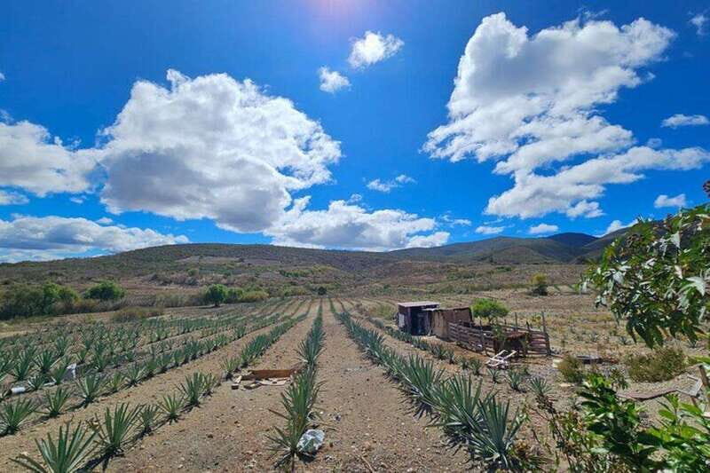 Oaxaca: Private Lunch in Maguey Fields with Mezcal Tasting - Key Points