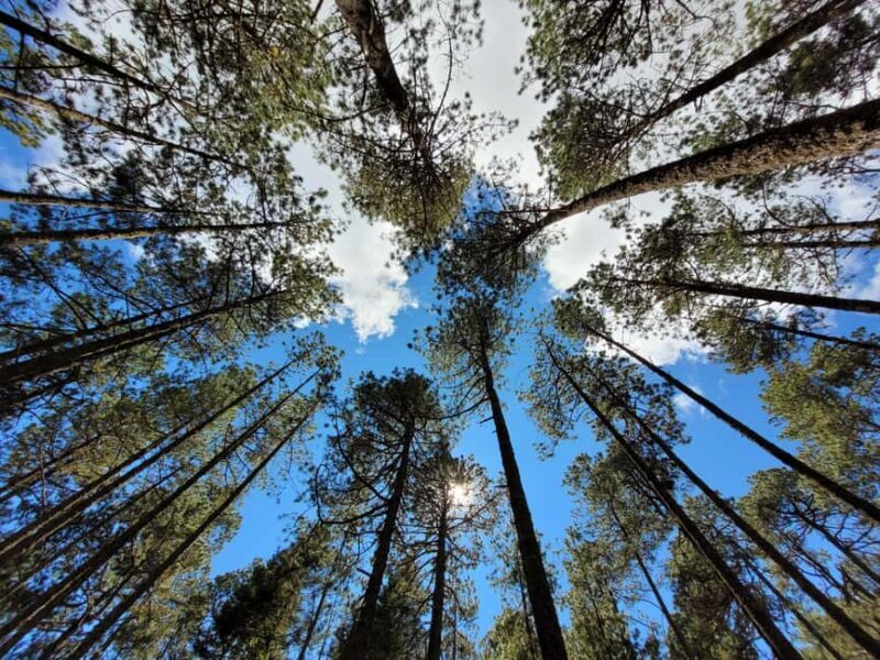 Oaxaca: Sierra Norte Ixtepeji Guided Hike & Lunch, Half-Day - Who This Tour Is Best For