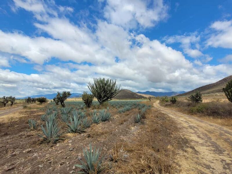 Oaxaca: Spicy MTB Trails & Spicier Tacos - Introduction: A Ride and a Taste of Oaxaca