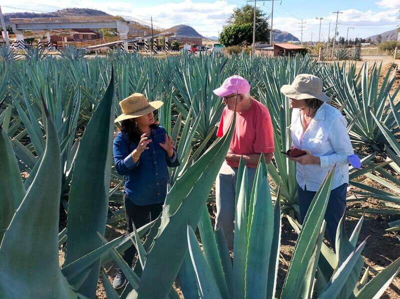 Oaxaca: Zapotec Roots, Mezcal and Textiles Tour - FAQ