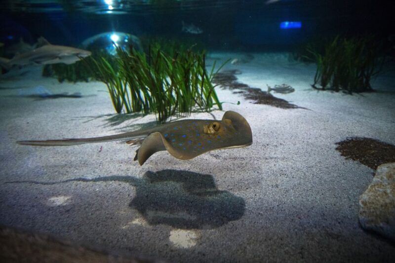 Oberhausen: SEA LIFE Oberhausen Entry Ticket - FAQ