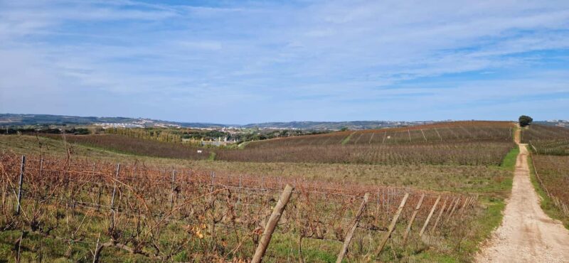 Óbidos: E-Bike Tour to Quinta do Gradil with Wine Tasting - Who Will Love This Tour?