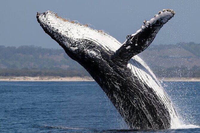 Observation DE Marine Mammals Dolphins and Ballenas EN Huatulco - Key Points