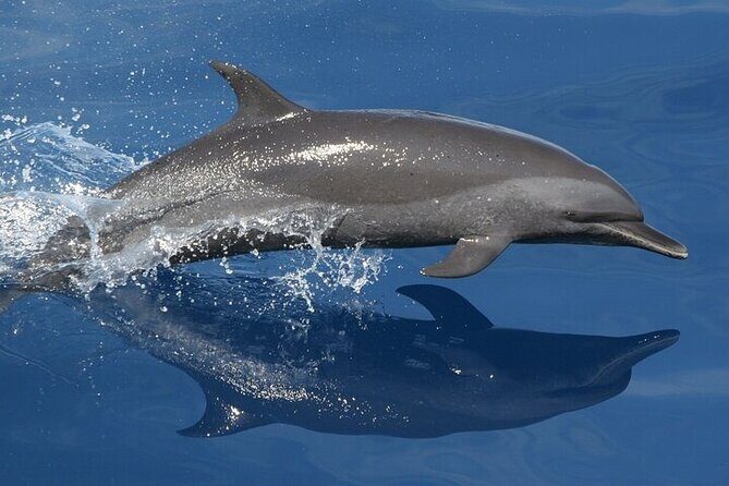 Observation DE Marine Mammals Dolphins and Ballenas EN Huatulco - Why This Tour Stands Out
