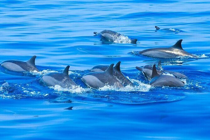 Observation DE Marine Mammals Dolphins and Ballenas EN Huatulco - Who Will Love This Tour?